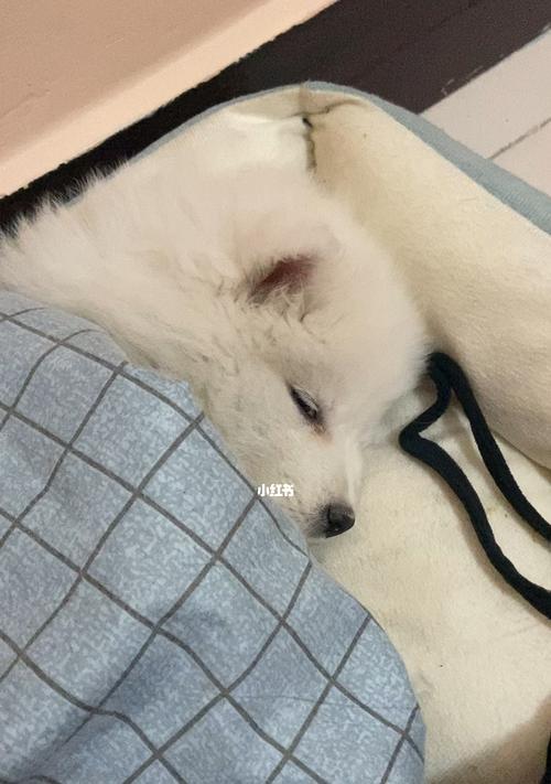 如何科学饲养长耳跳鼠（宠物长耳跳鼠的喂养、健康和幸福）