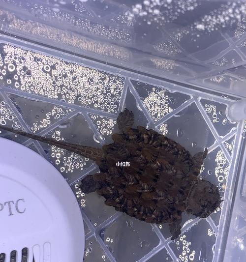 大鳄龟饲养指南（让你的宠物大鳄龟健康快乐成长）