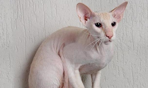 如何正确饲养奥西猫？（从饮食到生活，让你的爱猫健康快乐）
