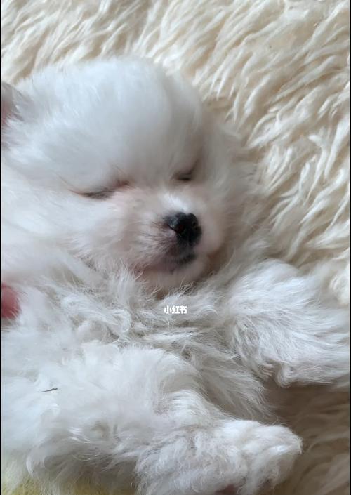 加兹温田鼠的饲养全指南（打造一个快乐的宠物生活，关爱你的小可爱）