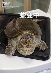 中美拟鳄龟的饲养方法（打造健康、快乐的宠物生活）