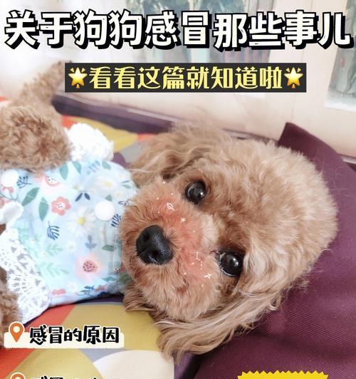如何饲养哈威那宠物（详细指南，让你的哈威那成为最好的伙伴）