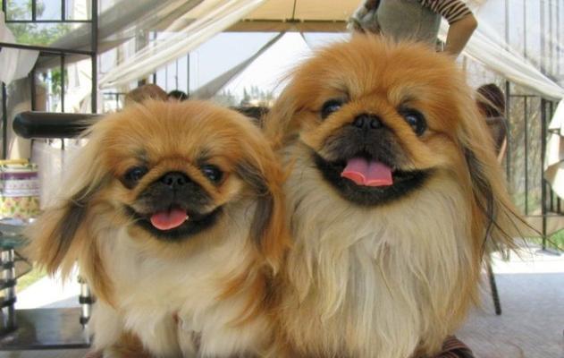 如何科学饲养京巴狗？（从饲料到运动，让你的宠物犬健康成长。）
