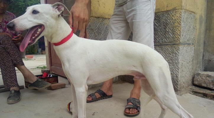 如何正确饲养意大利灵缇犬（掌握灵缇犬饲养技巧，让宠物健康快乐）