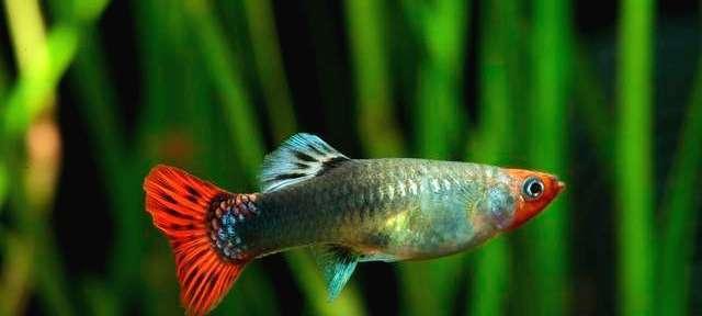 以凤尾鱼为宠物的饲养方法（打造理想的水族箱生态环境）