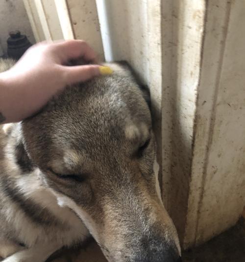 如何饲养健康快乐的捷克狼犬？（掌握捷克狼犬的饲养技巧，让宠物健康快乐成长！）