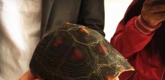 长颈龟的饲养全攻略（打造健康宠物生活，从饲养长颈龟开始）