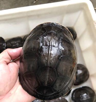 宠物安布闭壳龟的饲养秘籍（如何提供最适合安布闭壳龟的生活环境？）