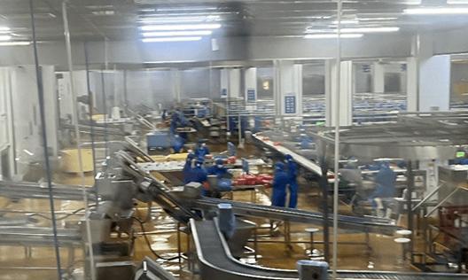 饲养鼋的正确方法（打造健康宠物生活，让鼋在你的呵护下茁壮成长）