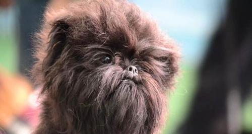 以艾分杜宾犬为伴的饲养指南（关爱，守护，成长）