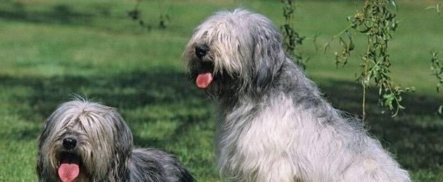 长须柯利牧羊犬的饲养方法（掌握这些技巧，让你的毛孩更加健康快乐）