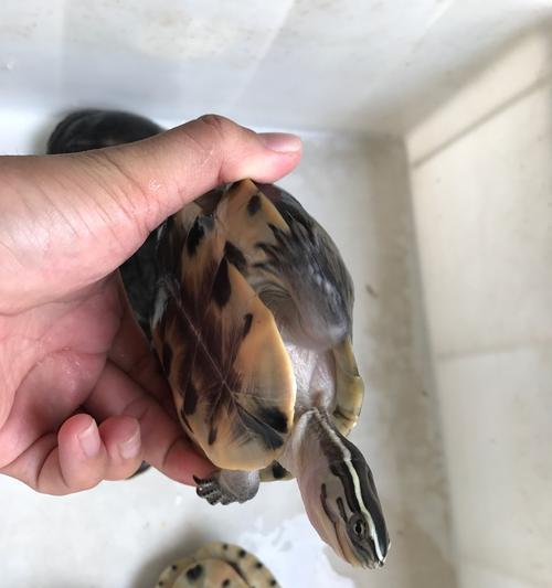 如何正确饲养马来闭壳龟？（以宠物为主，让你的马来闭壳龟健康成长！）