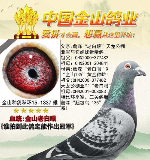 中国铁流鸽的饲养指南（以宠物为主，助你成为专业鸽友）