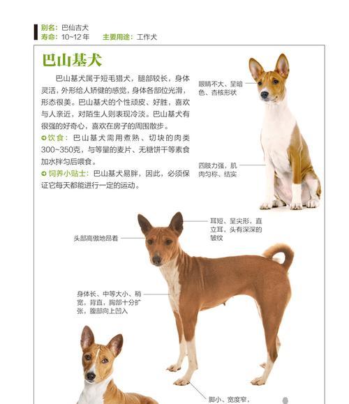 以兰伯格犬的饲养方法（了解以兰伯格犬的特点，打造最佳养育环境）