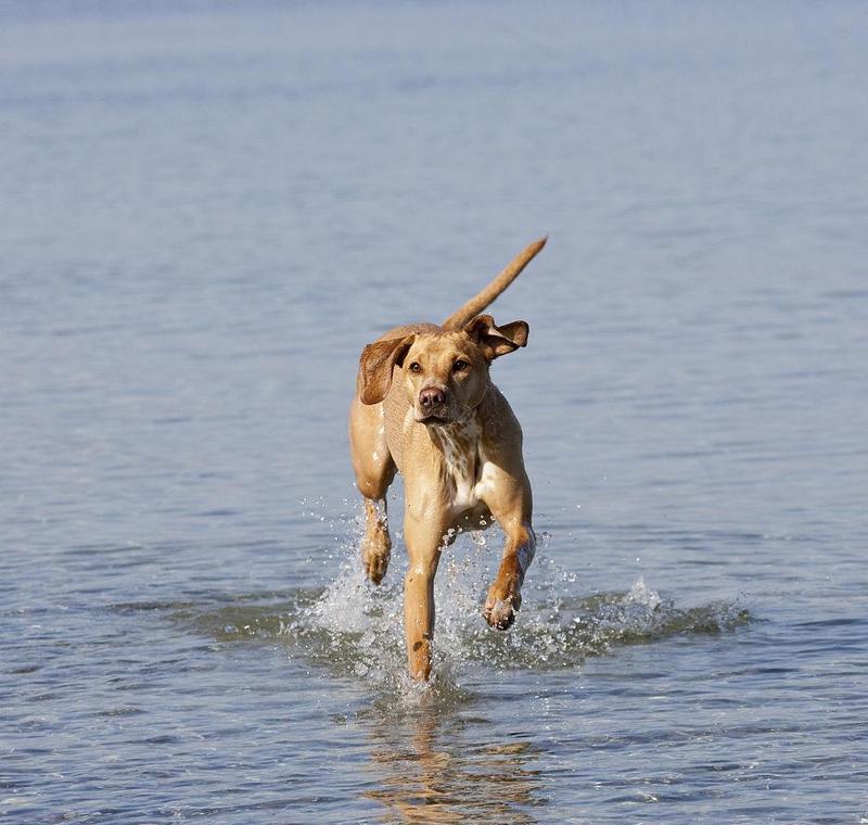 马扎尔犬饲养指南（以宠物为主，打造健康快乐的宠物生活）