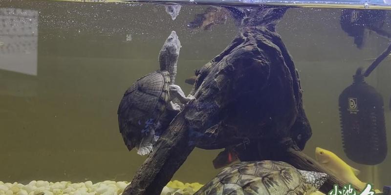 墨西哥地鼠龟的饲养方法（如何照顾一只健康的墨西哥地鼠龟）