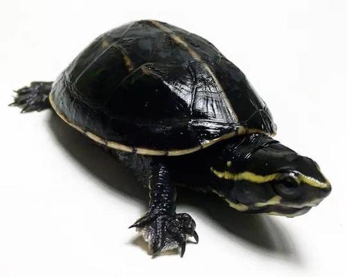 如何饲养健康快乐的褶皱泥龟？（褶皱泥龟饲养全攻略，从选购到喂食一网打尽！）