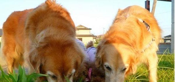 如何科学养护小金毛（以宠物为主，从饲养方法到犬类常见疾病）