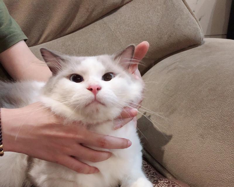 布偶猫的饲养方法（让你的布偶猫健康成长）