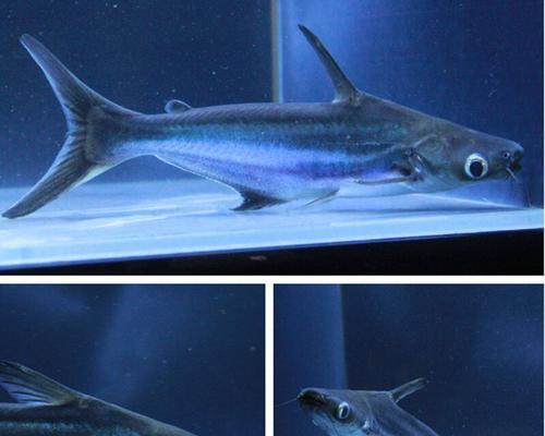 如何养成吉思汗鱼（了解饲养技巧，打造温馨水族馆）