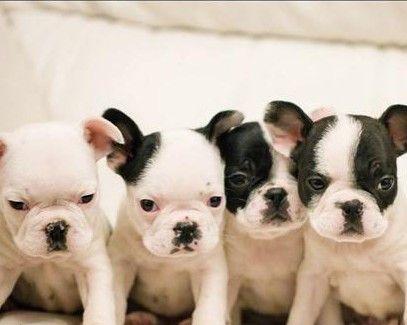 如何合理饲养法国斗牛犬（法国斗牛犬的生活习惯和健康保健）