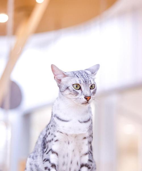 埃及猫的饲养指南（宠物养成、食物与营养、行为习惯、医疗保健和训练）