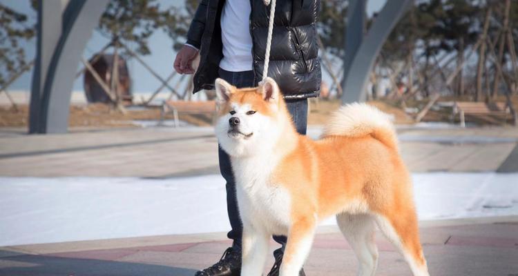 秋田犬饲养指南（掌握这些秋田犬饲养技巧，让你的宠物更健康快乐）
