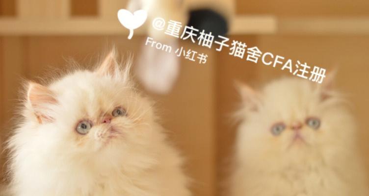 喜马拉雅猫饲养全攻略（从饲料选择到日常护理，助你成为专业的喜马拉雅猫主人）