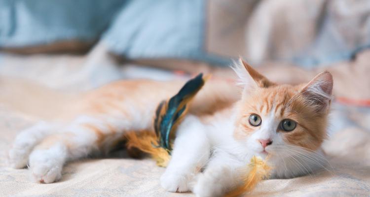 如何正确饲养土耳其梵猫（掌握这些知识，让你的土耳其梵猫更健康快乐）