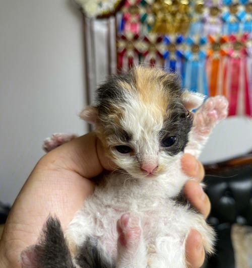 塞尔凯克卷毛猫的饲养方法（宠物爱好者必看，打造健康快乐的卷毛猫生活）