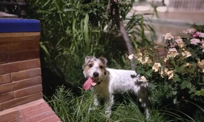 以杰克罗素梗的饲养方法（从喂食到训练，打造忠诚聪明的宠物犬）