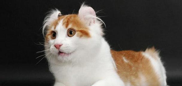 如何饲养健康快乐的巴厘猫？（掌握这些养猫技巧，让你的巴厘猫爱上你！）