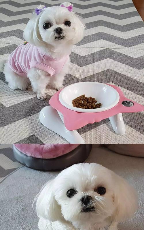 以西施犬为宠物的饲养方法（了解西施犬的特点，打造舒适家庭）