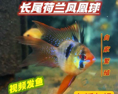 荷兰凤凰宠物饲养全攻略（初次饲养荷兰凤凰需要知道的基本常识）