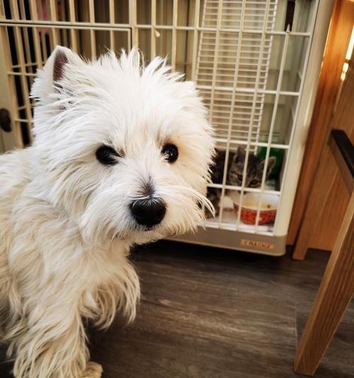 如何科学饲养以西高地白梗犬（宠物也需要健康生活，精致养宠从这里开始）