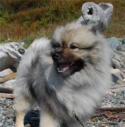 荷兰毛狮犬饲养全攻略（以宠物为主，打造健康快乐的毛狮犬生活）