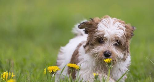 如何科学饲养哈威那犬（从喂食到训练，教你打造温顺健康的爱宠）