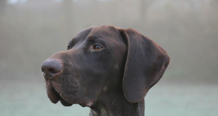 主题：如何饲养健康活泼的德国短毛指示犬