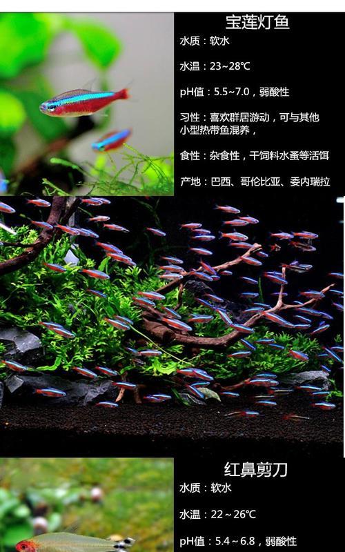 红鼻剪刀的饲养方法（从选购到训练，让您的宠物健康快乐成长）