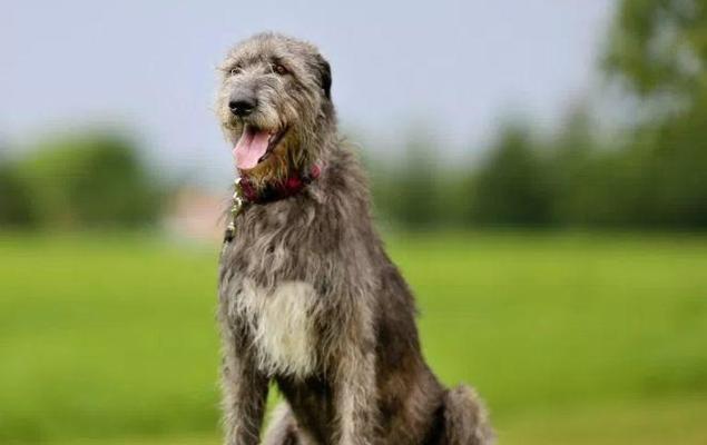 如何饲养苏格兰猎鹿犬——一只优秀的宠物犬（以健康、训练、护理为核心，打造忠诚、友好、聪明的伴侣）