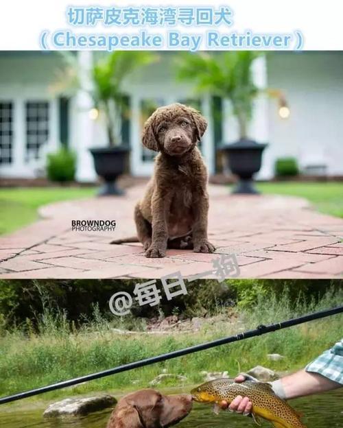 如何科学养护卷毛寻回猎犬（以宠物为主，做个负责任的主人）