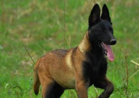 中国马犬的饲养方法（从饲料、健康到训练，全面掌握中国马犬的养护技巧）