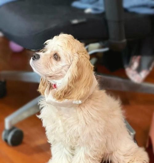 如何正确地饲养可卡犬（以宠物为主，打造幸福家庭）