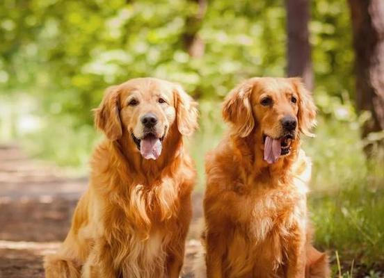 黄金猎犬——最忠诚的宠物伴侣（黄金猎犬——最忠诚的宠物伴侣）