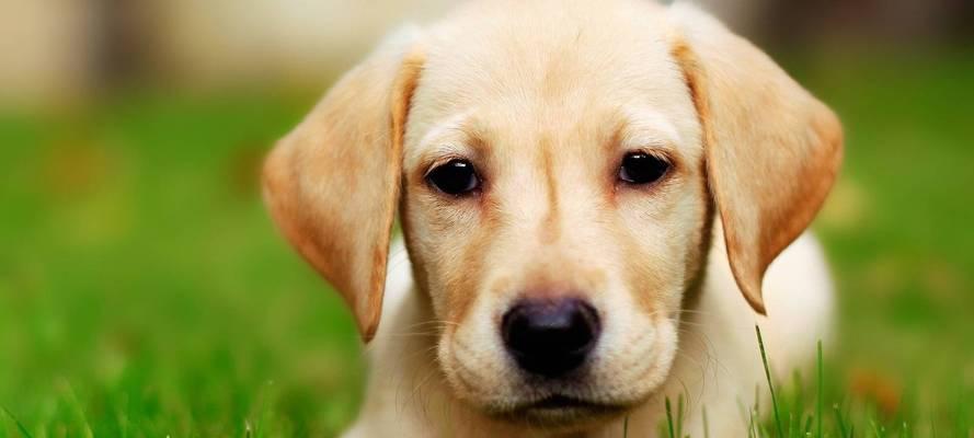 如何正确饲养拉布拉多寻回犬——以宠物为主（营造温馨家庭氛围，让拉布拉多寻回犬健康成长）