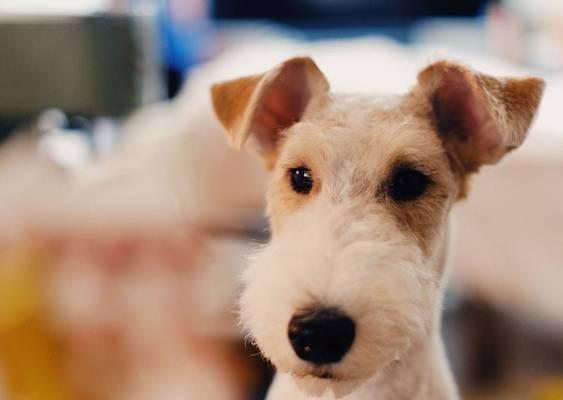 猎狐梗犬饲养指南（以宠物为主的细致照顾，让爱宠更健康快乐）