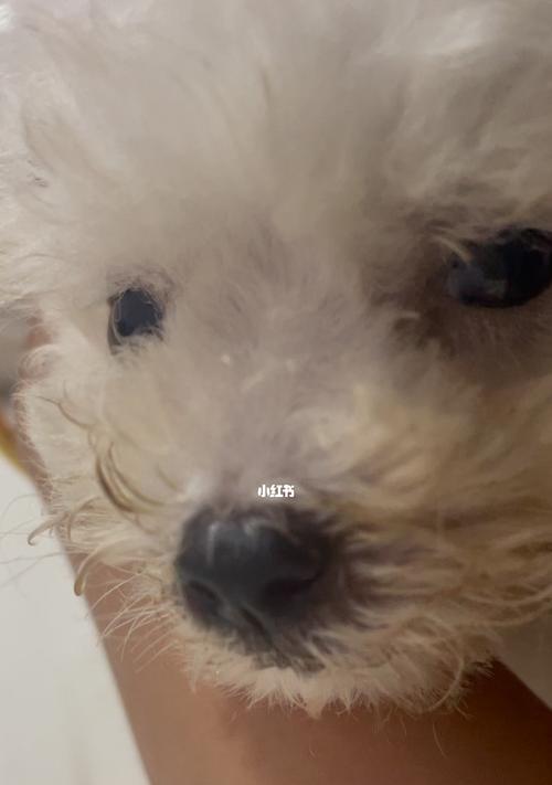 如何饲养健康活泼的黑腹绒鼠（以宠物为主，全面了解黑腹绒鼠的饲养方法）