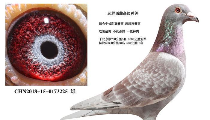 用心呵护，与中国青猫鸽共生——中国青猫鸽的饲养方法（了解中国青猫鸽的习性与食性，让它健康成长）