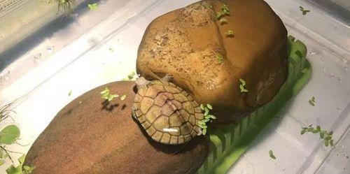 软壳龟的饲养方法（宠物养殖，让你爱上软壳龟）