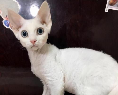 如何养好德文卷毛猫？（探秘养猫技巧，让你的德文卷毛猫健康快乐）